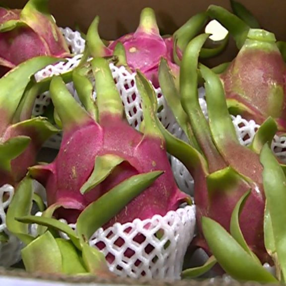 Thanh long xuất khẩu tại Việt Nam như Bình Thuận, Long An và Tiền Giang.