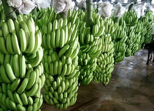 Vietnam’s Export Banana Varieties