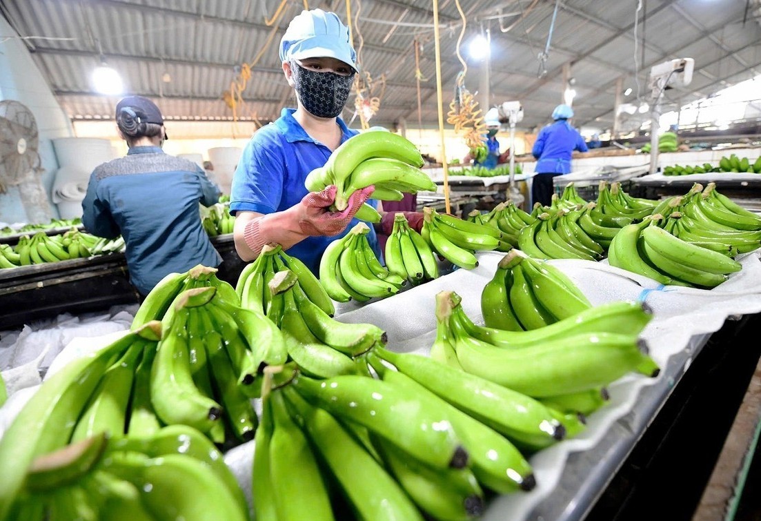 Banana prices hit a record high.